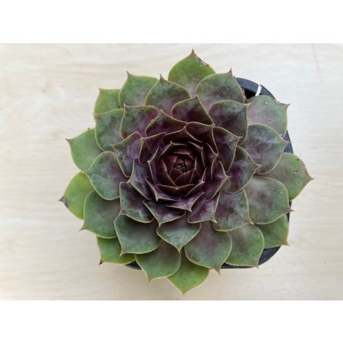 Sempervivum 23