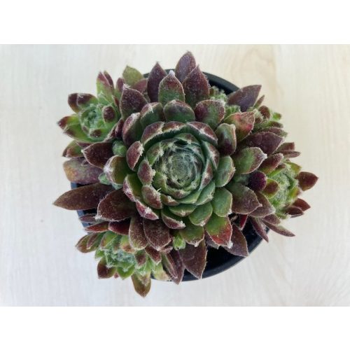 Sempervivum 44.