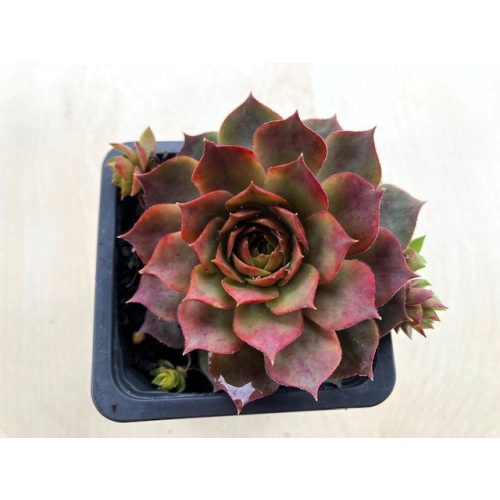 Sempervivum 74.