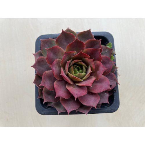 Sempervivum 77.