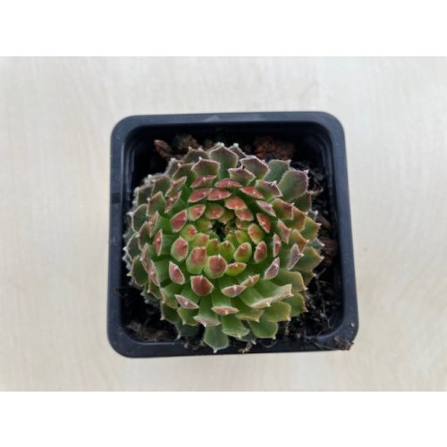 Sempervivum 81.