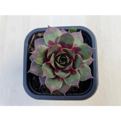 Sempervivum 94.