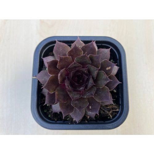 Sempervivum 97.