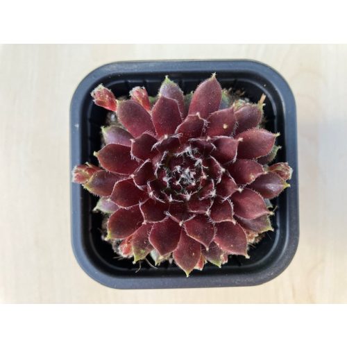 Sempervivum 99.