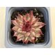 Sempervivum 'Saxon' (1pc)