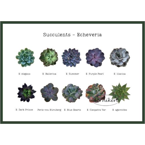 Downloadable image - Echeveria