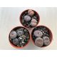 Lithops