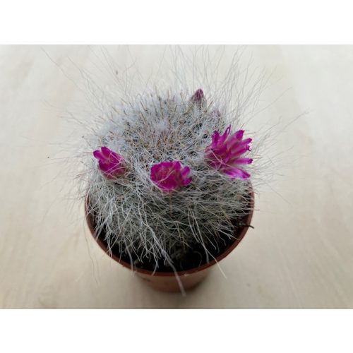 Mammillaria bocasana 'Roseiflora'  - Powder Puff Cactus