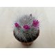 Mammillaria bocasana 'Roseiflora'  - Powder Puff Cactus