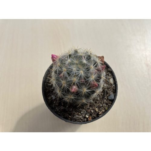 Mammillaria candida - Snowball cactus