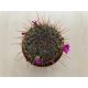 Mammillaria polythele subsp. obconella