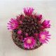 Mammilaria - after blooming