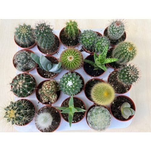 Cactus (1 pcs)