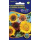 Ornamental sunflower - Herbstschönheit seeds 3g