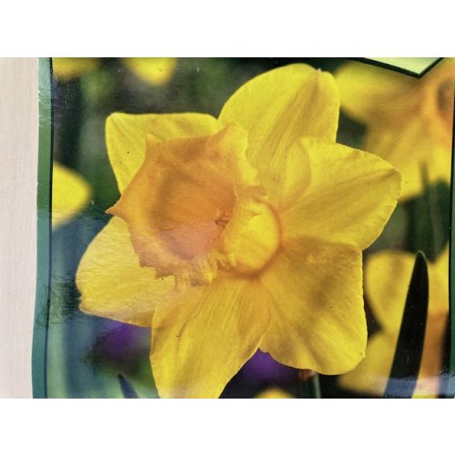 Narcissus 5pcs