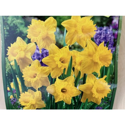 Narcissus Trumpet 5pcs