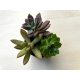 Succulents (3pcs)