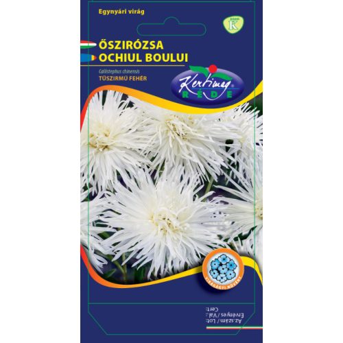 China aster - white