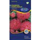 China aster - red