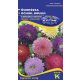 China aster Prinzess color mix