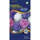 China aster 