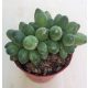 Pachyphytum compactum 'Little jewel' cristata