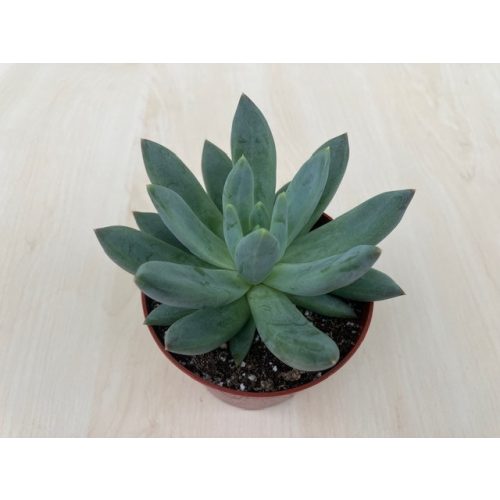 xPachyveria 'Glauca'