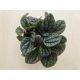 Peperomia caperata 'Greyhound'