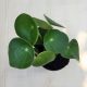 Peperomia polybotrya Raindrop - pici