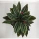 Peperomia rosso