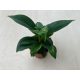 Philodendron mini