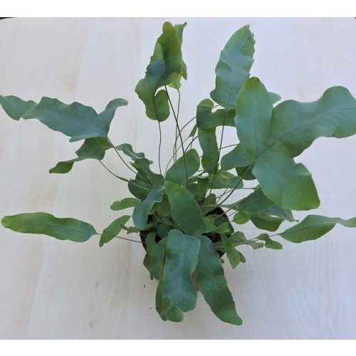 Phlebodium aureum M size