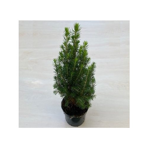 Picea glauca perfecta