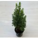 Picea glauca perfecta