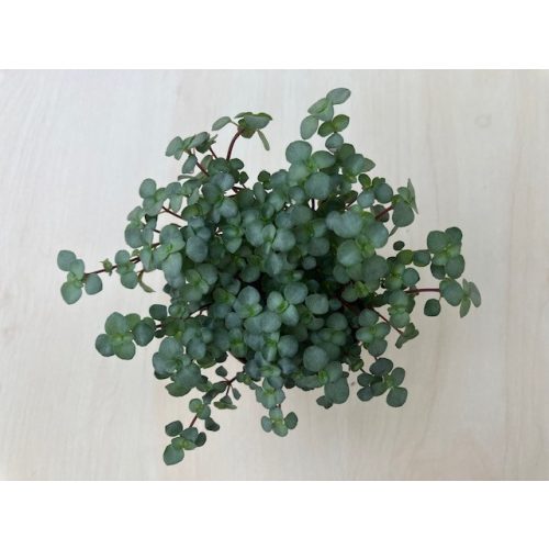 Pilea depressa mini