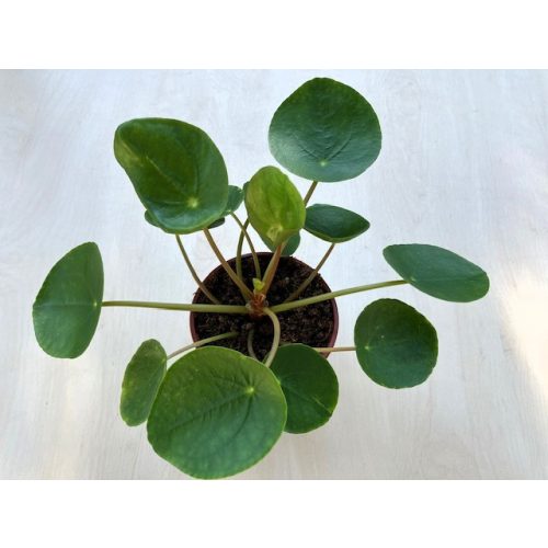 Pilea peperomioides