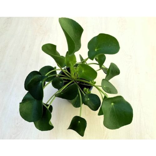 Pilea peperomioides