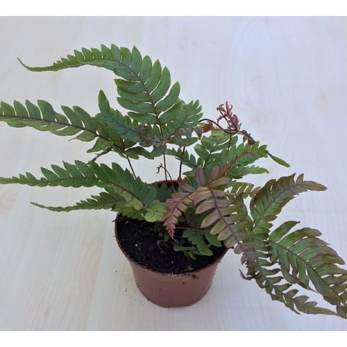 Pteris quadriaurita ‘Tricolor’  nagyobb