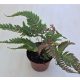 Pteris quadriaurita ‘Tricolor’ 