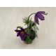 Pulsatilla vulgaris - Purple - After blooming