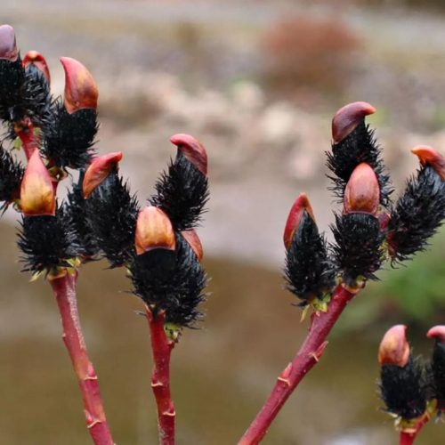 Salix gracilistyla Melanostachys