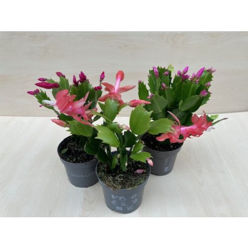 Schlumbergera truncata 