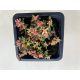 Sedum album 