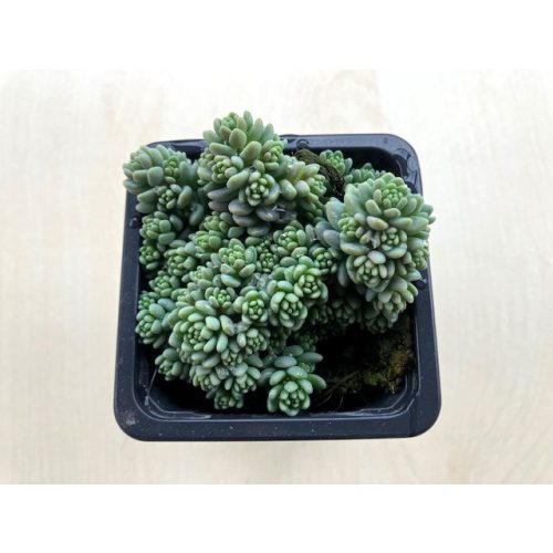 Sedum dasyphyllum ‘Major’