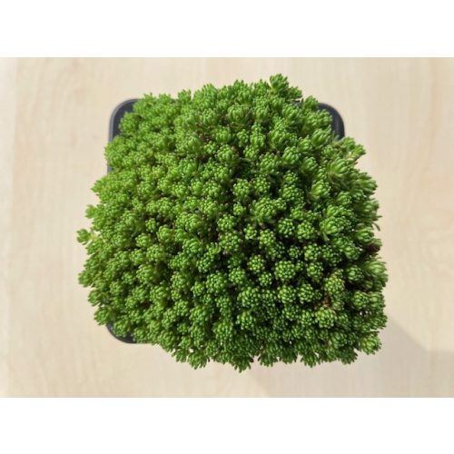 Sedum acre