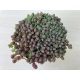 Sedum hispanicum 'Blue carpet'