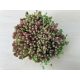 Sedum hispanicum 