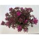 Sedum spurium 'Spot on deep Rose'