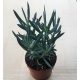 Senecio 'Mount Everest'