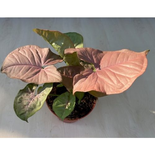 Syngonium podophyllum Pink